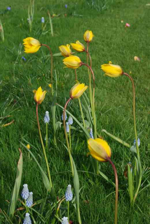 The nodding blooms of Tulipa sylvestris planted in the lawn - I hope they naturalise