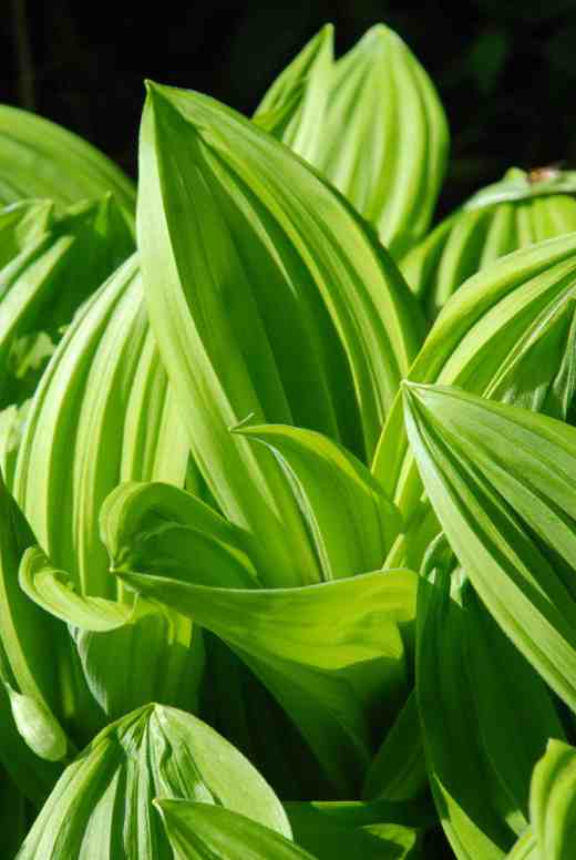 No plant in the whole of the garden year is more wonderful than the fresh foliage of veratrum. The gorgeous, pleated leaves are without comparison. It is almost a shame that they elongate to produce greenish or purple flowers later in the year. Hostas can only dream of looking as good as this!