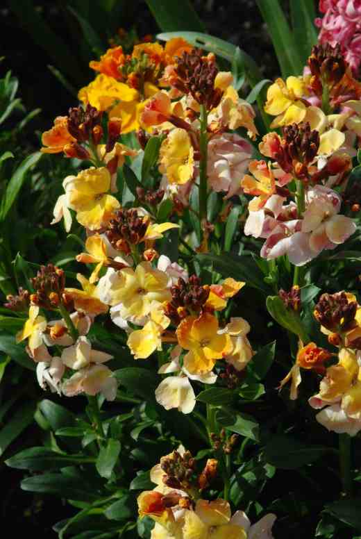 Nothing beats the colour and perfume of wallflowers. Simple, charming and lovely, they just make you smile and breath deeply to inhale their scent. But you need to start early and sow in June or July
