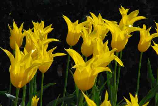 'Westpoint' is a well-established Lily-flowered tulip with simple colouring. Somehow the clarity of colour accentuates the beautiful shape