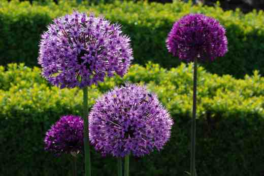 alliums may