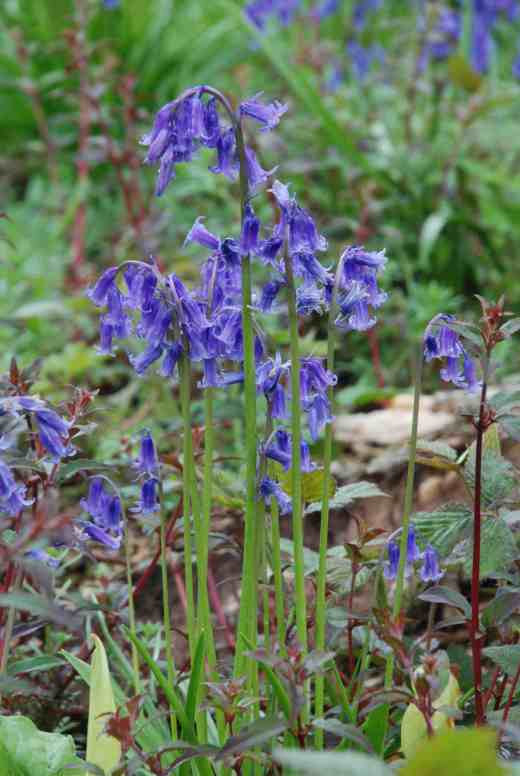 ... until i got closer and saw it was fuchsia shoots. They must have cut down or even grubbed out great thickets of fuchsia and now it is regenerating through the mass of bluebells that had thrived in their shade