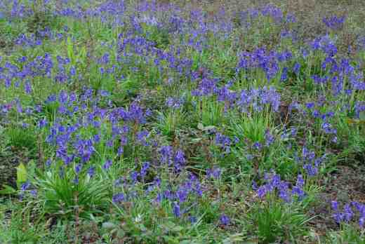 I couldn't work out what the purple haze was among the bluebells ...