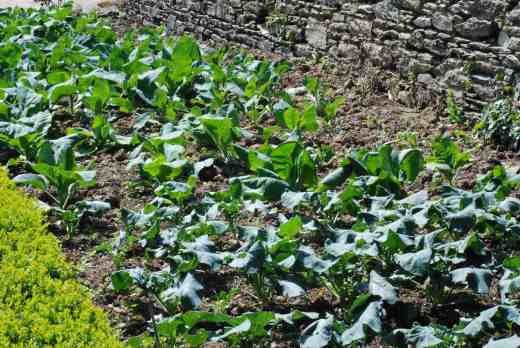 The brassica bed in May