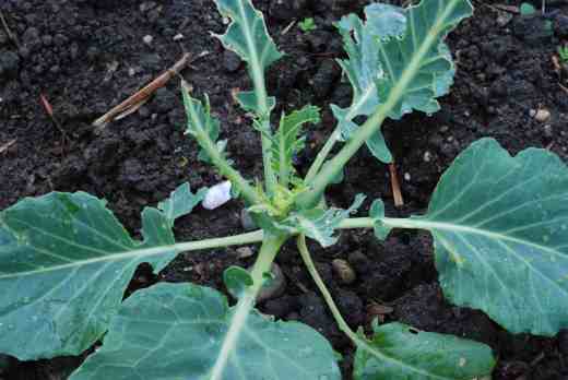 cabbage kilaton pigeoon