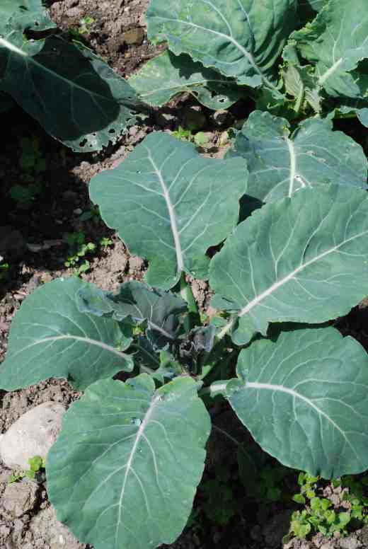 Cauliflower 'Kaleidoscope'