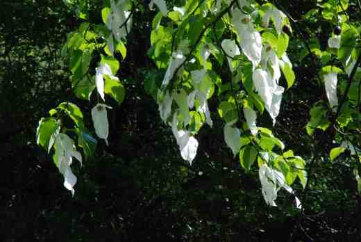 At Mount Usher a tree overhangs the River Vartry