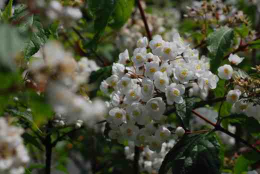 Deutzias don't make my heart skip a beat but they are nice enough. There is a large collection of them, next to the weigelas and philadelphus, and it was interesting to see them side by side. Deutzia rubens was named in 1911 and is from Central China. I loved the airy nature of this and the rounded clusters of globular flowers. Descriptions say the flowers are pink, which would make sense from its name 'rubens' but they didn't have much of a pink flush to my eyes. 