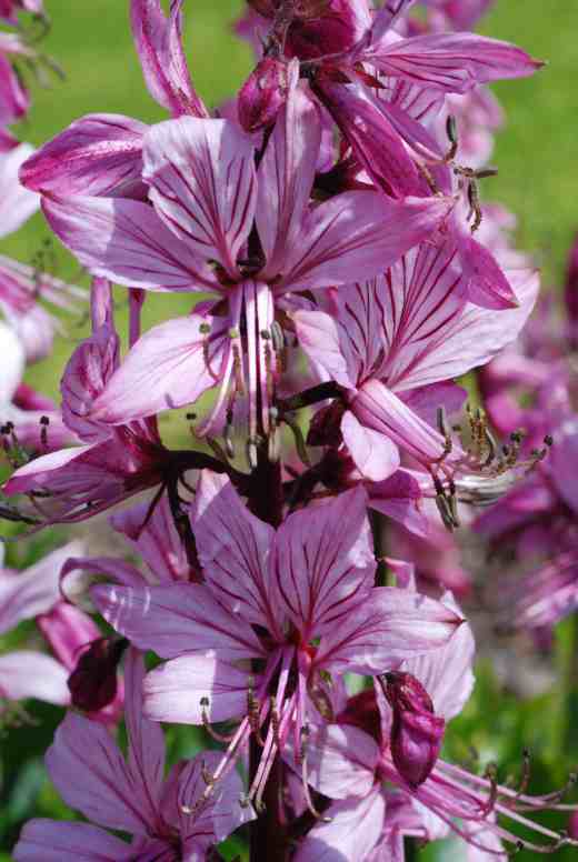 Dictamnus albus, commonly known as the burning bush because the leaves release a volatile oil that can be ignited. But before you try to set light to it enjoy the beautiful flowers. 