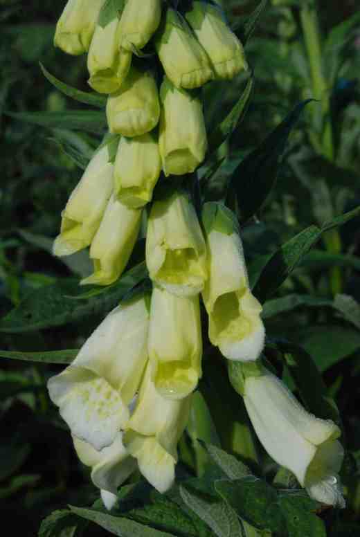Digitalis purpurea 'Alba' - just opened so rather more creamy than it will be when mature