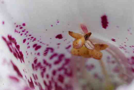 Initially the flowers are functionally male