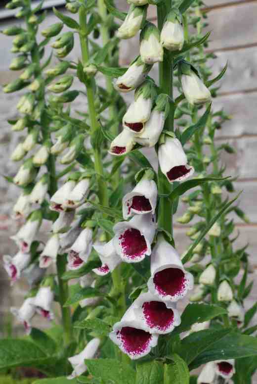 digit pollination spike