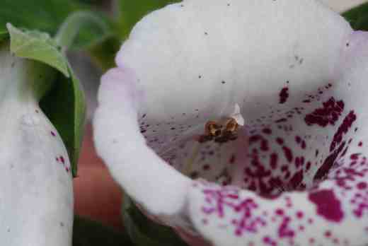 Eventually the stamens wither and the stigma opens and becomes receptive so pollination can occur
