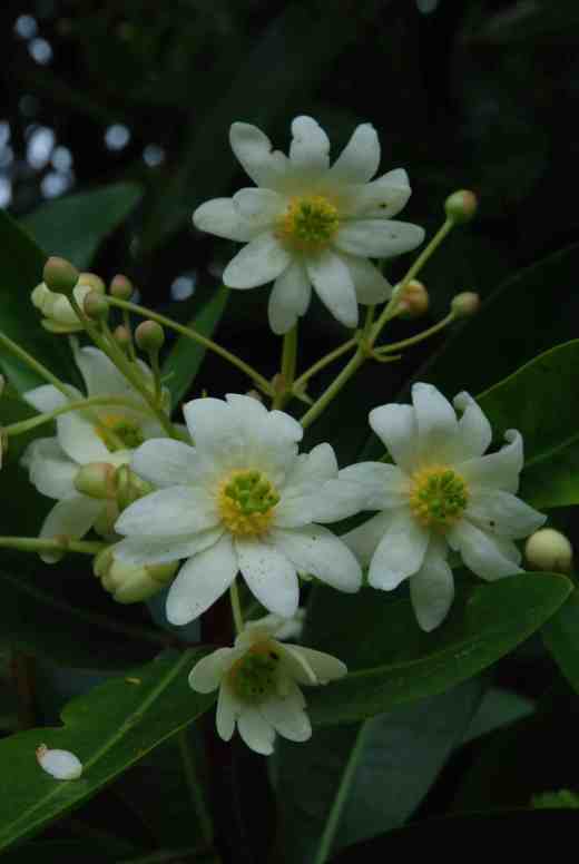 Drimys winteri is showy in bloom and has become huge in the garden