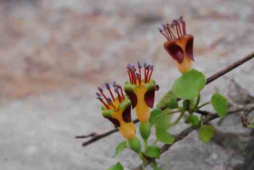 Fuchsia procumbens