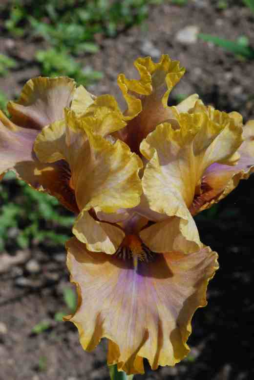 'Bamboo Shadows'. Now i know not everyone will like this and I know it doesnt show up well in the garden but I quite like these muddy blends! (Keith Keppel 2005)