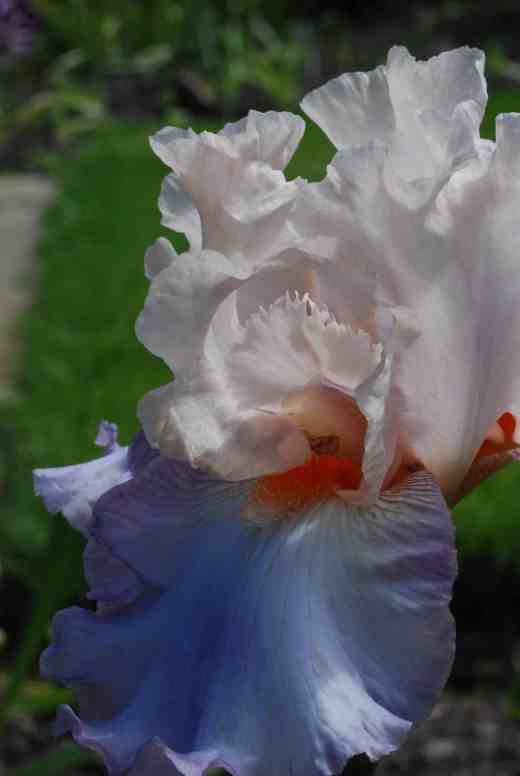 'Celebration Song'. The pinks seem to be later opening for some reason but they have started. This is a pastel confection from Schreiners (1993) that won the Dykes Medal in 2003 - i wonder why it took so long?