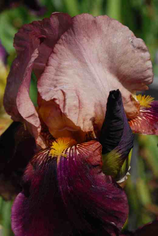 'Depute Nomblot' is a thing from the ark that looks dated but has its own charm. It was introduced by Cayeux in 1929 and won a French Dykes Medal in 1930