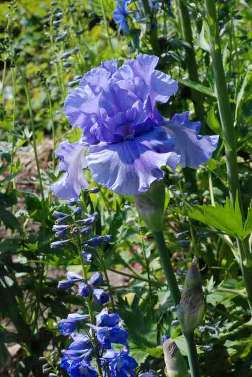 'Friendly Seas'. Rich colouring, lots of ruffles and a sweet scent make this one a winner. (Keith Keppel 1999)