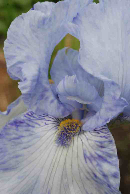 iris gnu blues