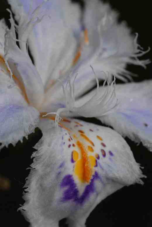 iris jap close 2