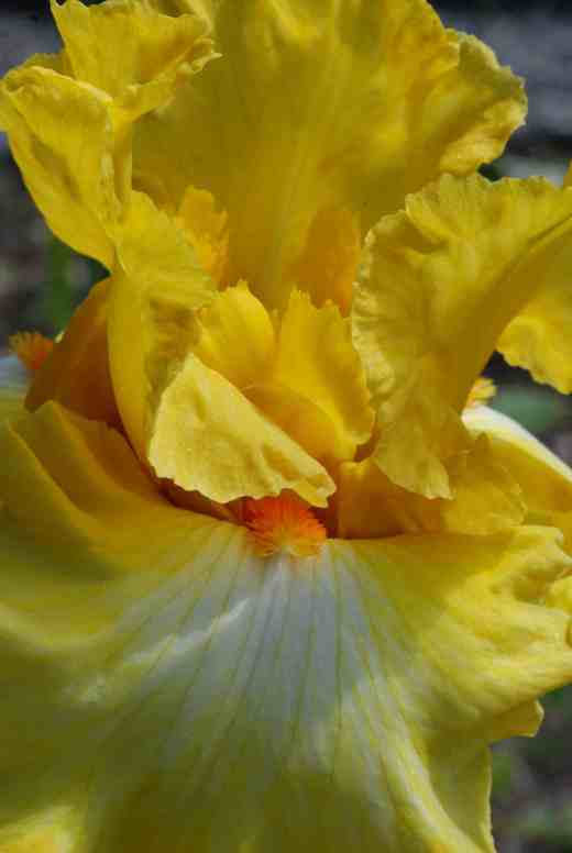 'Miami Beach'. I love this one with its crisp form and  clean colouring enhanced by that brilliant beard. (Keith Keppel 2004