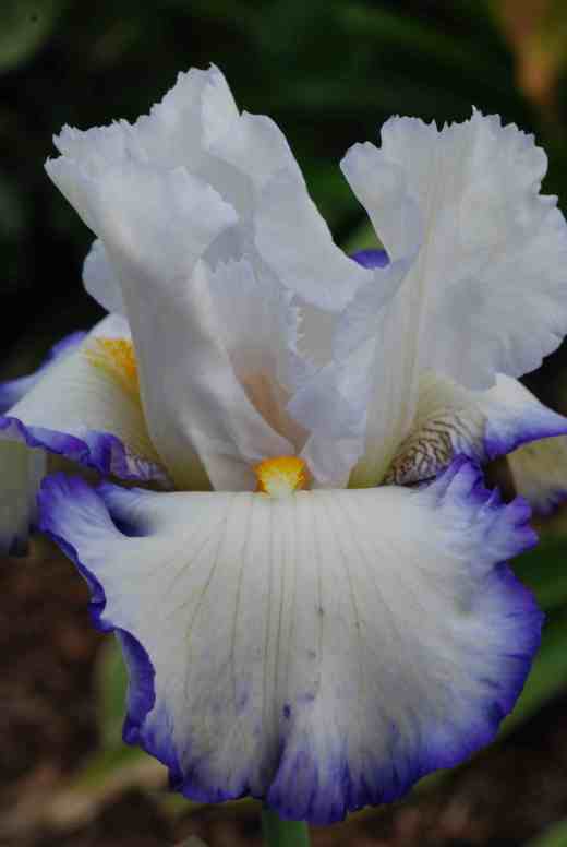iris queens circlw 2