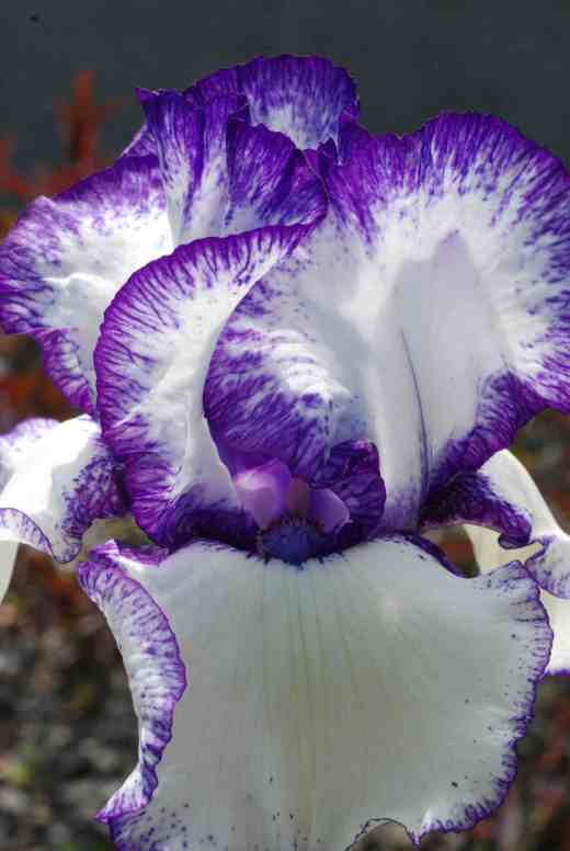 'Stitch in Time' a Schreiner's plicata from 1978