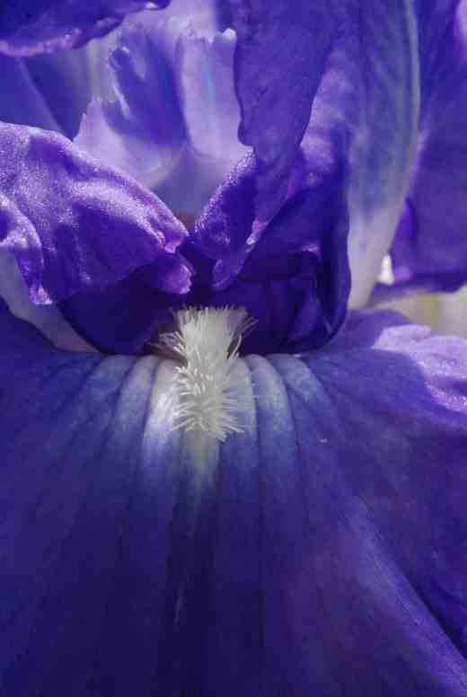 The captivating and reblooming 'Victoria Falls'. Dating from 1977 it is an oldie but it is vigorous and so beautiful, and a Dykes Medal winner too