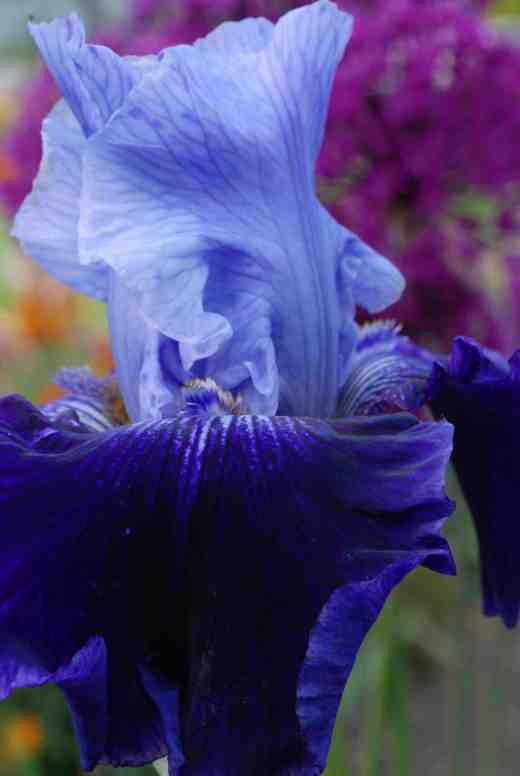 iris worl premier
