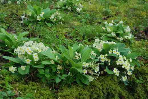 Moss is a bit of a theme  - here it is studded with primroses