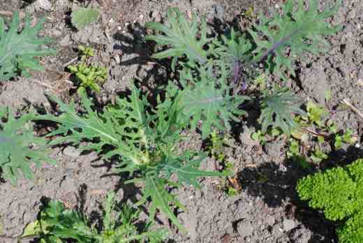 'Peacock' kale