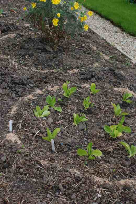 'Sweetheart' lettuce planted before the surounding plants were added