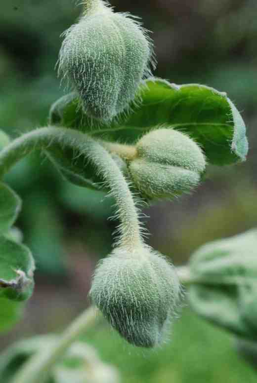 The crumpled blooms of Meconopsis regia were opening but as I was looking through the viewfinder i kept being drawn to the unopen buds