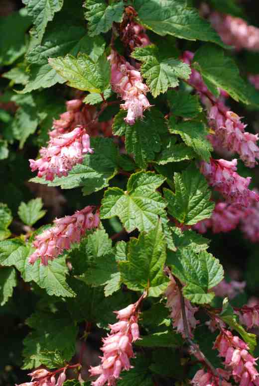 Nobody really seems to like Neillia thibetica but I think it's an elegant and attractive shrub. Native to western China it reaches about 2m high, with arching branches, attractively shaped leaves and bronze new growth. The flowers are rather like Ribes sanguineum but held horizontally in a zig-zag fashion along the stems. The flowers are popular with bees. 