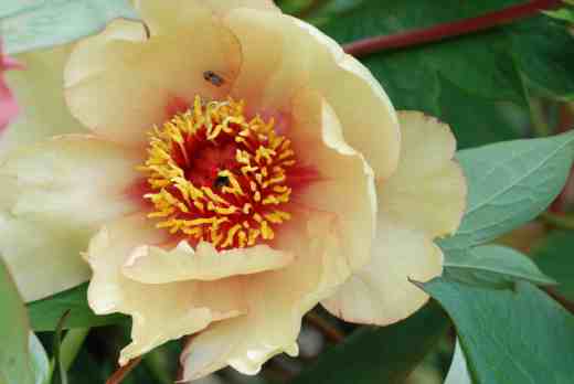 A few tree peonies were just about holding onto their last blooms. Paeonia lemoineii 'Argosy'  is an American hybrid, a repeat cross of that carried out in France by Lemoine between P. lutea and P. suffruticosa