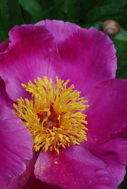 'Gayborder June' sounds sounds more like a lesbian lodger than a peony. Unfortunately, although that was the name on this plant it is not what it is since she is a double pink. But this is nice anyway