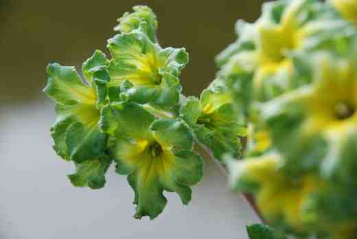primula francesca2
