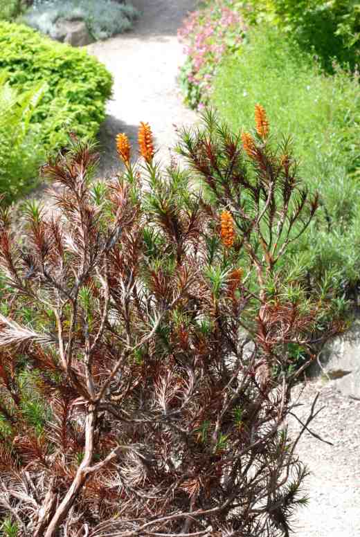 In case anyone thought I was being rude about Antipodean plants yesterday I have included two today to redress the balance. This gem is Richea scoparia which is a prickly, dense shrub from Tasmania where it apparently hampers hikers. I always knew it as being in the epacridaceae but it seems it is now in the heather family (Ericaceae). It eventually reaches 1.5m high so this plant is fully grown. The next photo shows the flowers. 