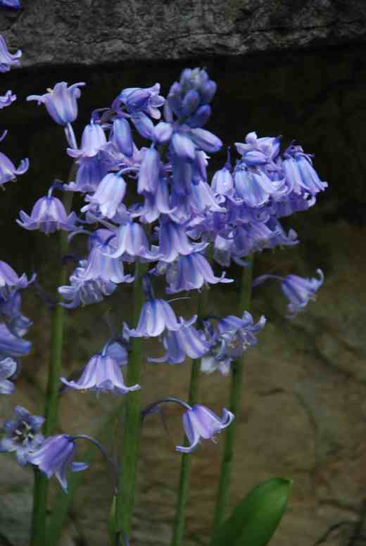 Spanish bluebells