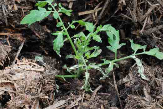 I was caught out by the mushroom compost this year and strong fumes scorched the young plants