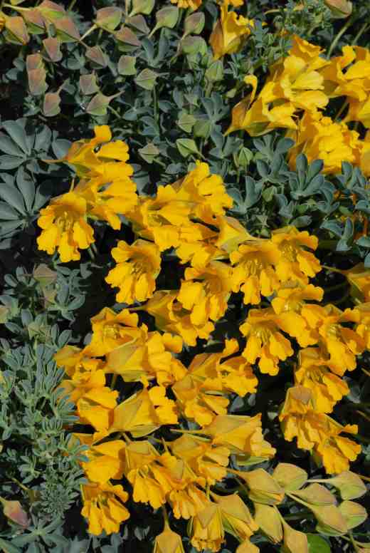 A bed was filled with the astonishingly beautiful Tropaeolum polyphyllum.  From adventurous tubers that bury themselves 60cm deep snake 1m stems that slither across the soil. The blue-green leaves are beautiful and the upper part of the shoots are covered in buds and then glorious yellow flowers. It is hardy but needs well-drained soil and patience and is native to the Chilean Andes