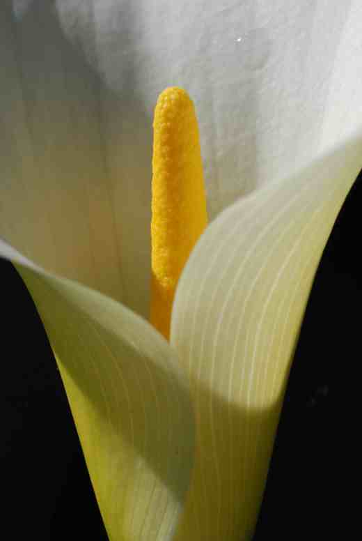 zantedeschia white2