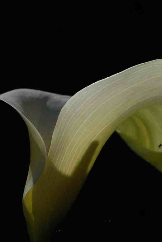 zantedeschia white3