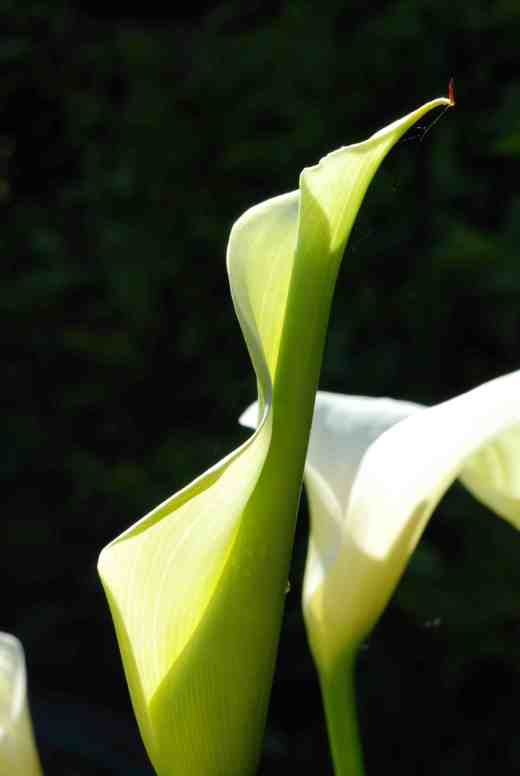 zantedeschia white4