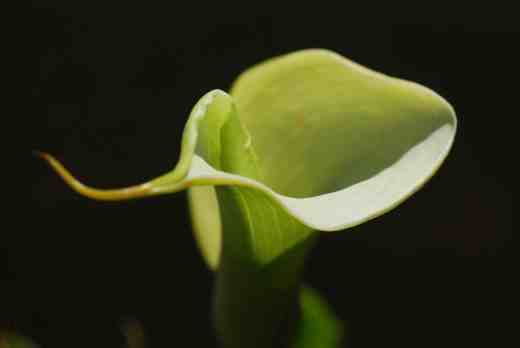 zantedeschia white5