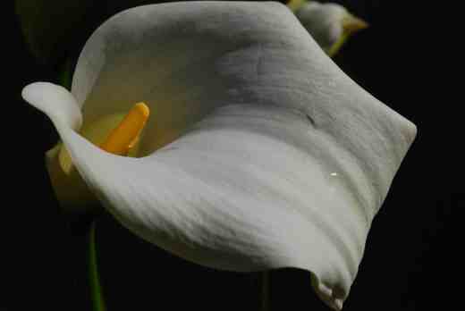 zantedeschia white7