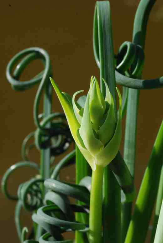 albuca frizzle sizzle fls3