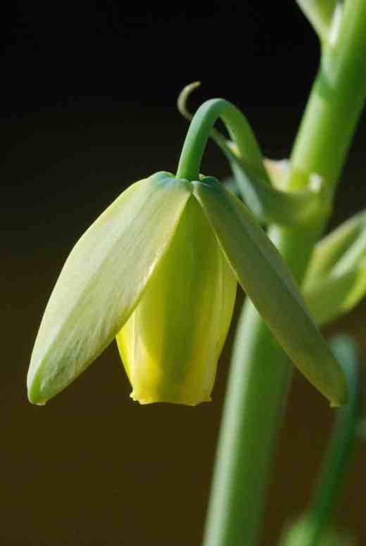 albuca frizzle sizzle fls4