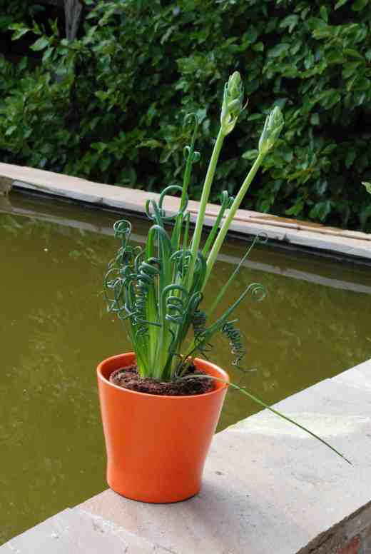 albuca frizzle